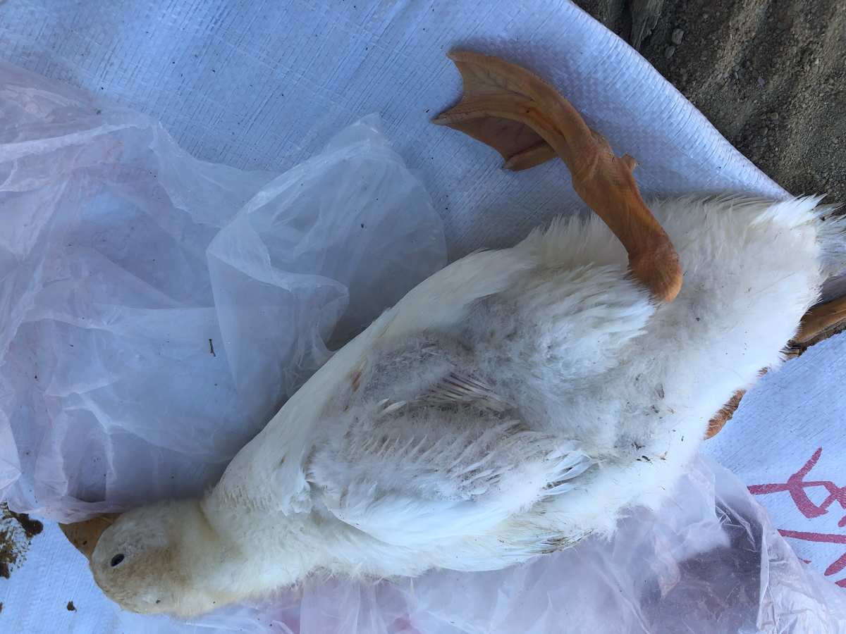 苗鸭老是死什么原因_种鸭死淘率高的原因_广西种鸭养殖场招聘技术员