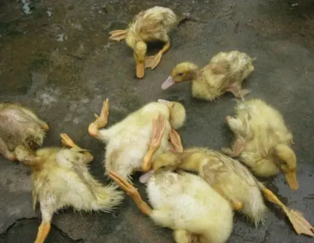 种鸭死淘率高的原因_广西种鸭养殖场招聘技术员_苗鸭老是死什么原因