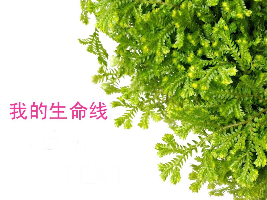 生命线系统包括_生命线系统有什么用_生命系统的