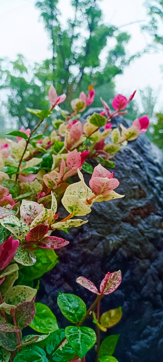 魁蒿_魁蒿是艾草吗_魁蒿叶