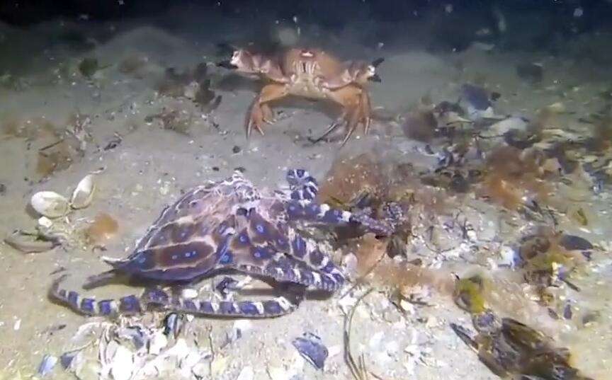 海底猎杀手游版_海底猎杀小游戏_海底大猎杀crab madness是什么模式