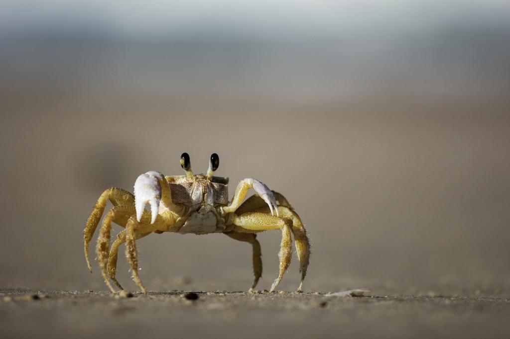 海底猎杀手游版_海底大猎杀crab madness是什么模式_海底猎杀小游戏