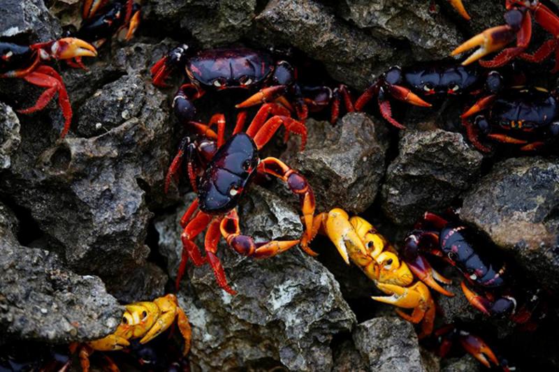 海底猎杀手游版_海底猎杀小游戏_海底大猎杀crab madness是什么模式