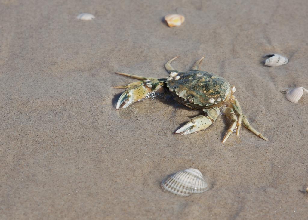 海底大猎杀crab madness是什么模式_海底猎杀手游版_海底猎杀小游戏