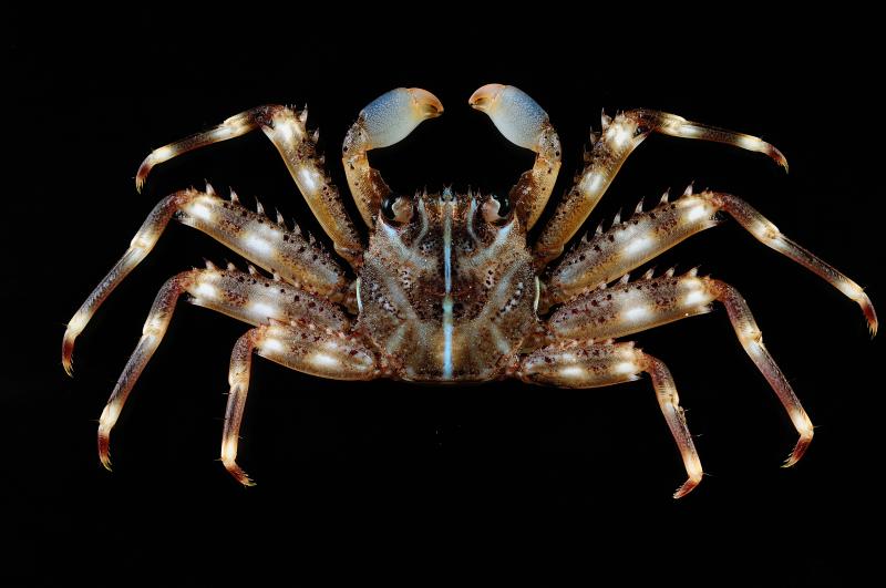 螃蟹模式生物_螃蟹生态系统_螃蟹生物模式图片