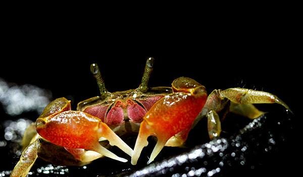螃蟹生物模式图片_螃蟹生态系统_螃蟹模式生物